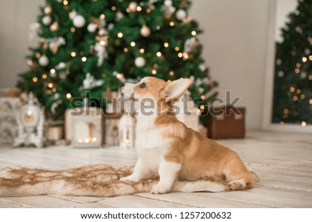 puppy Welsh Corgi Cardigan sits on the floor on a fur bedding on the background of the Christmas tree