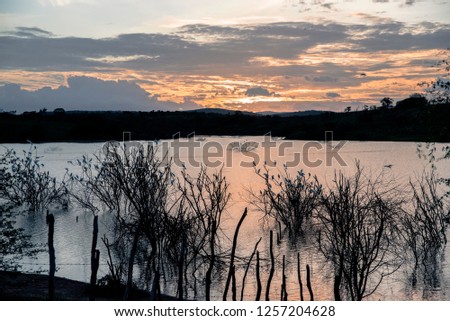Sunset - Picture of the end of the day with dry twigs and birds