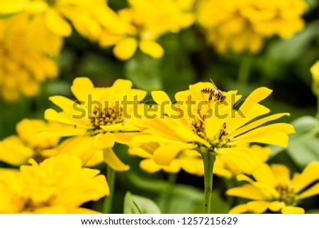 Honey bee pollinate yellow flower.