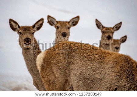 snow deers portrait looking at you