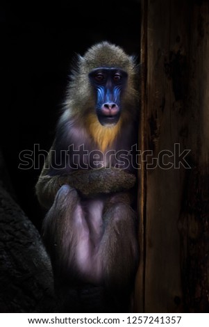 A madrill monkey with a blue face and golden hair sits modestly in the dark, her modest appearance, she resembles a saint.
