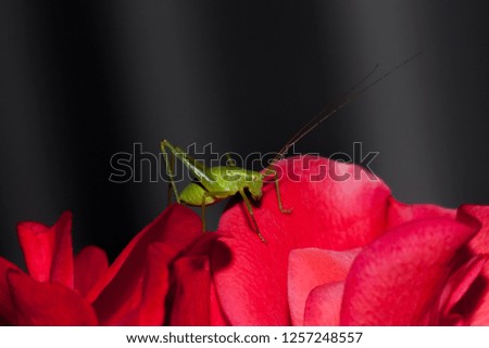 grasshopper, green with black dots, on a red rose.
