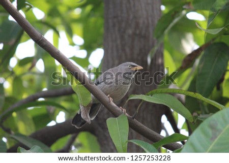 A bird is sitting on a tree branch