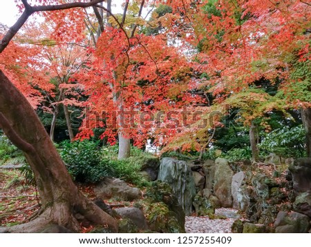 Beautiful maple leaves in the autumn in Japan