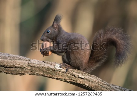 Red squirrel eat a wot (Sciurus vulgaris)