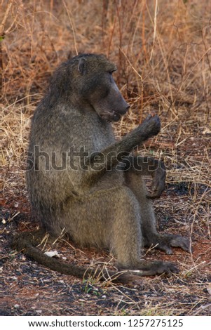 Saw these Chacma Baboon whilst visiting the famous Kruger National Park in South Africa.