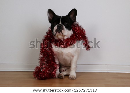 funny french bulldog is sitting in the living room with red christmas tinsel around the neck