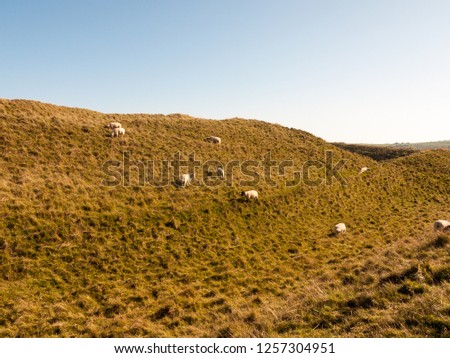 maiden castle iron age old fortress landscape nature grassland animals space beauty natural sheep; Dorset; England; UK