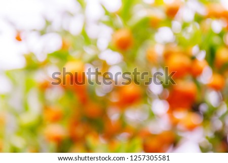 Blurred bokeh background with citrus orange fruits and green foliage in the garden