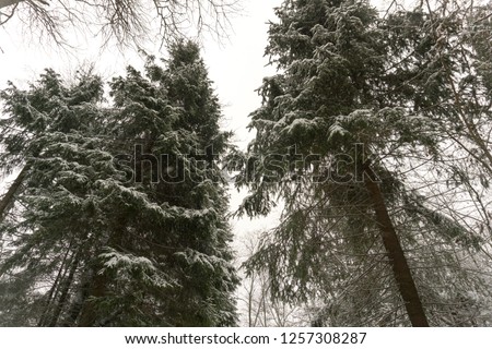 
Landscape in the winter snow-covered forest. Winter landscape. Snowy landscape. Snowy forest.