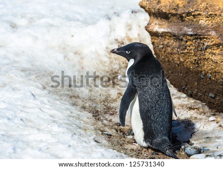 Adelie penguin from the back, in Antarctica.