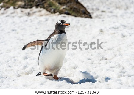Gentoo penguin walks over the snow, in Antarctica