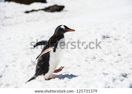Gentoo penguin walks over the snow, in Antarctica