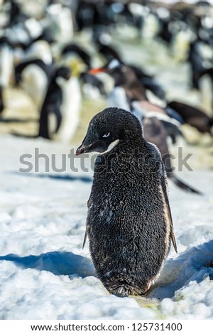 Shy Adelie penguin from Antarctica