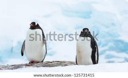 Two fat gentoo penguins in Antarctica