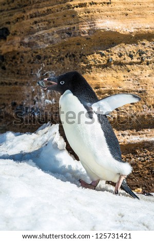 Adelie penguin with a stone in a beak, in Antarctica.