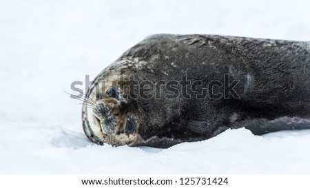 Antarctic sea lion