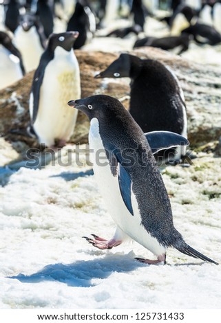Little penguin runs over the snow.