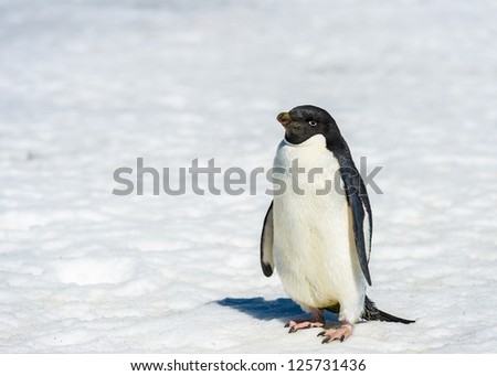 Adelie penguin stays with a white snow background, in Antarctica.