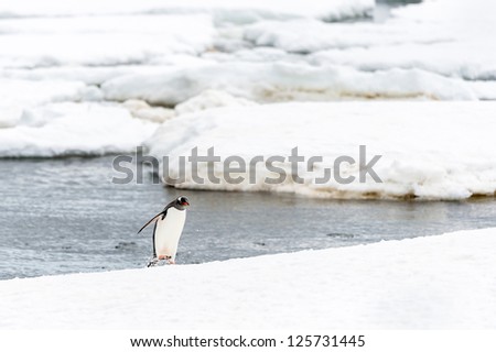 Gentoo penguin walks out of the water
