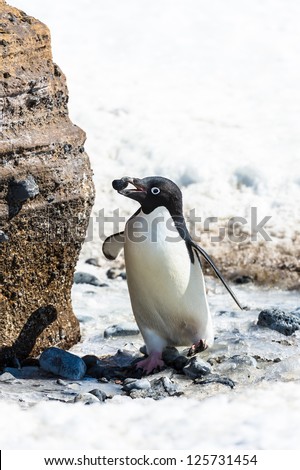 Adelie penguin with a stone in a beak near a stone, in Antarctica.
