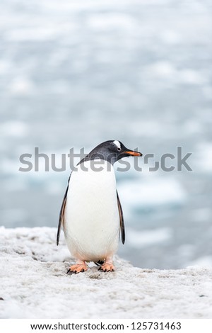 Gentoo penguin's profile, Antarctica