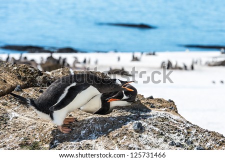 Couple of the Gentoo penguins in Antarctica