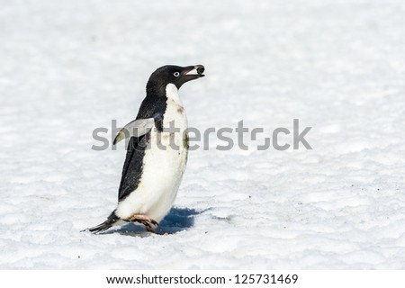 Little penguin with a stone in a beak