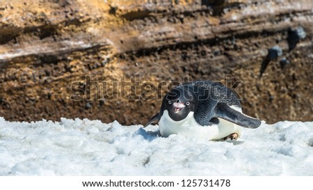 Cute little adelie penguin with open beak in Antarctica.