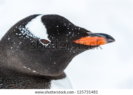 Close view of a gentoo penguin, Antarctica