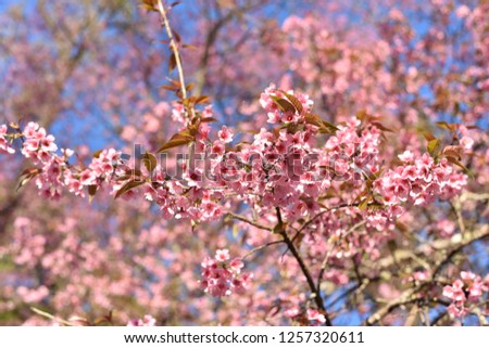 Wild Himalayan Cherry or Sakura flower.  blooming during winter inDoi-Khun-Wang  Chiangmai Thailand

