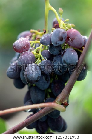 grapes rod rain