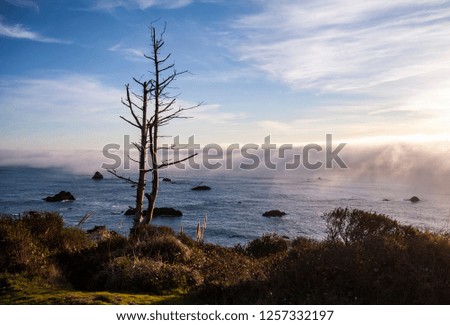 A lone tree on the Northern California coastline