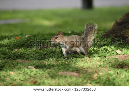 squirrel at the park