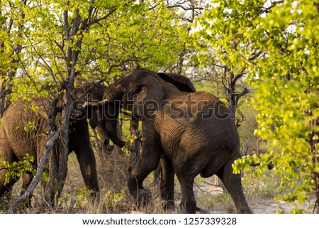 Elephant wrestle with tusks