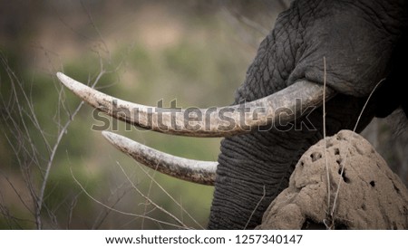 Elephant ivory tusks