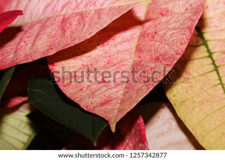 Poinsettia Leaves - Close up photograph of multi colored Poinsettia leaves. Great for a Christmas background. Selective focus on the center of the image. 