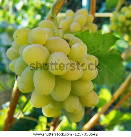 Bunch of ripe white grapes on a vine on a private farm in the Voronezh region, Russia