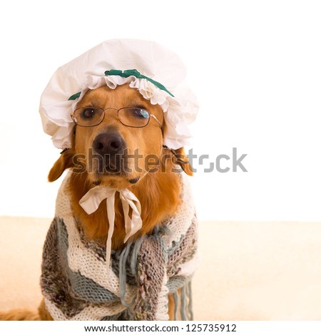 Wolf dog dressed as grandma golden retriever as Baby Little Red Riding Hood tale