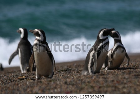 Penguins in detail next to the atlantic ocean, argentinan sea in Estancia San Lorenzo, Chubut, Patagonia . Royalty-Free Stock Photo #1257359497