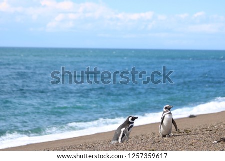 Penguins in detail next to the atlantic ocean, argentinan sea in Estancia San Lorenzo, Chubut, Patagonia . Royalty-Free Stock Photo #1257359617