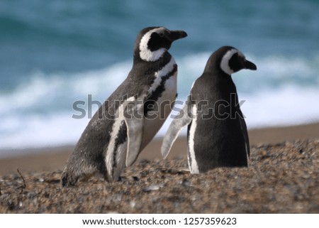 Penguins in detail next to the atlantic ocean, argentinan sea in Estancia San Lorenzo, Chubut, Patagonia . Royalty-Free Stock Photo #1257359623