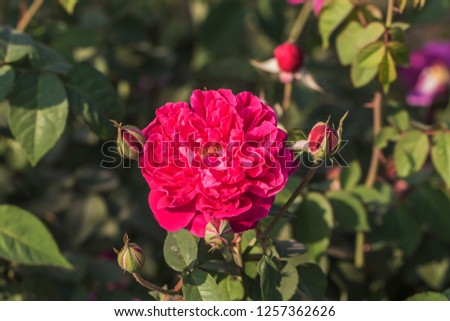 rose flower in the garden - close up view