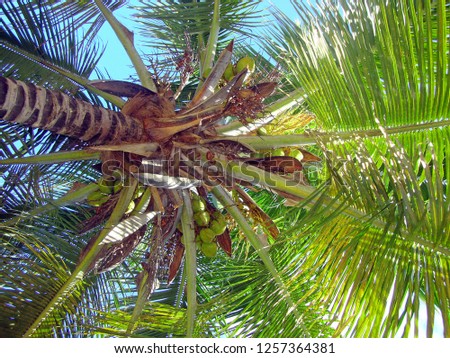 Looking up the knobby brown trunk towards the thatch or mane of a full coconut palm tree (Cocos nucifera) canopy with bright green fruit and large fronds in sunlight against a blue sky background.