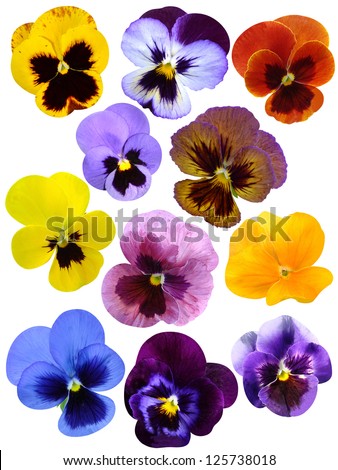 set of pansies isolated on white background