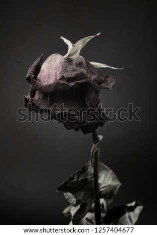 Withered rose on a dark background