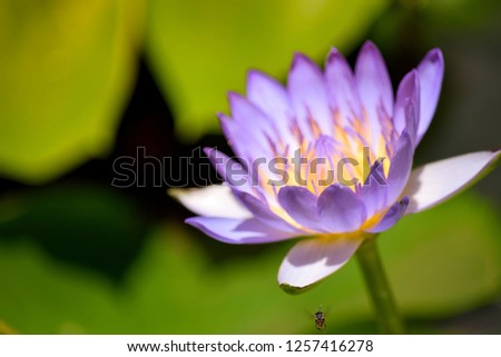 purple lotus flower on the pond at sunny day. The lotus flower has been admired as a sacred symbol. Beautiful lotus flower is complemented by the rich colors of the deep lotus leaf surface.
