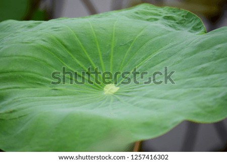 Beautiful lotus leaf in the pond. 
