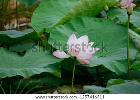 Pink lotus ponds in peaceful and quiet countryside. This is the flower of the Buddha and is useful for human food