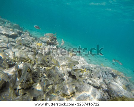 Underwater image in Young Island, Saint Vincent And The Grenadines Caribbean sea